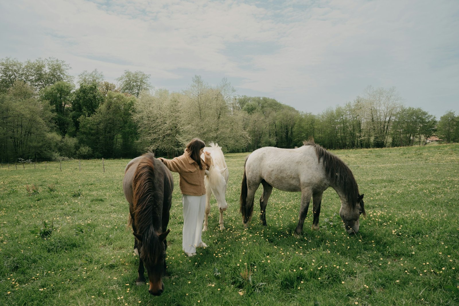 a group of horses grazing in a field