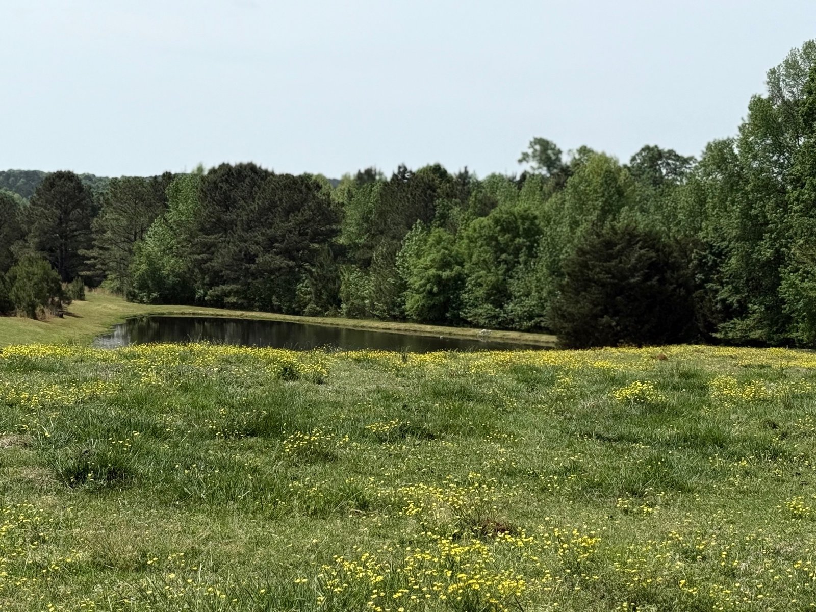 Green pasture and pond bordered by trees