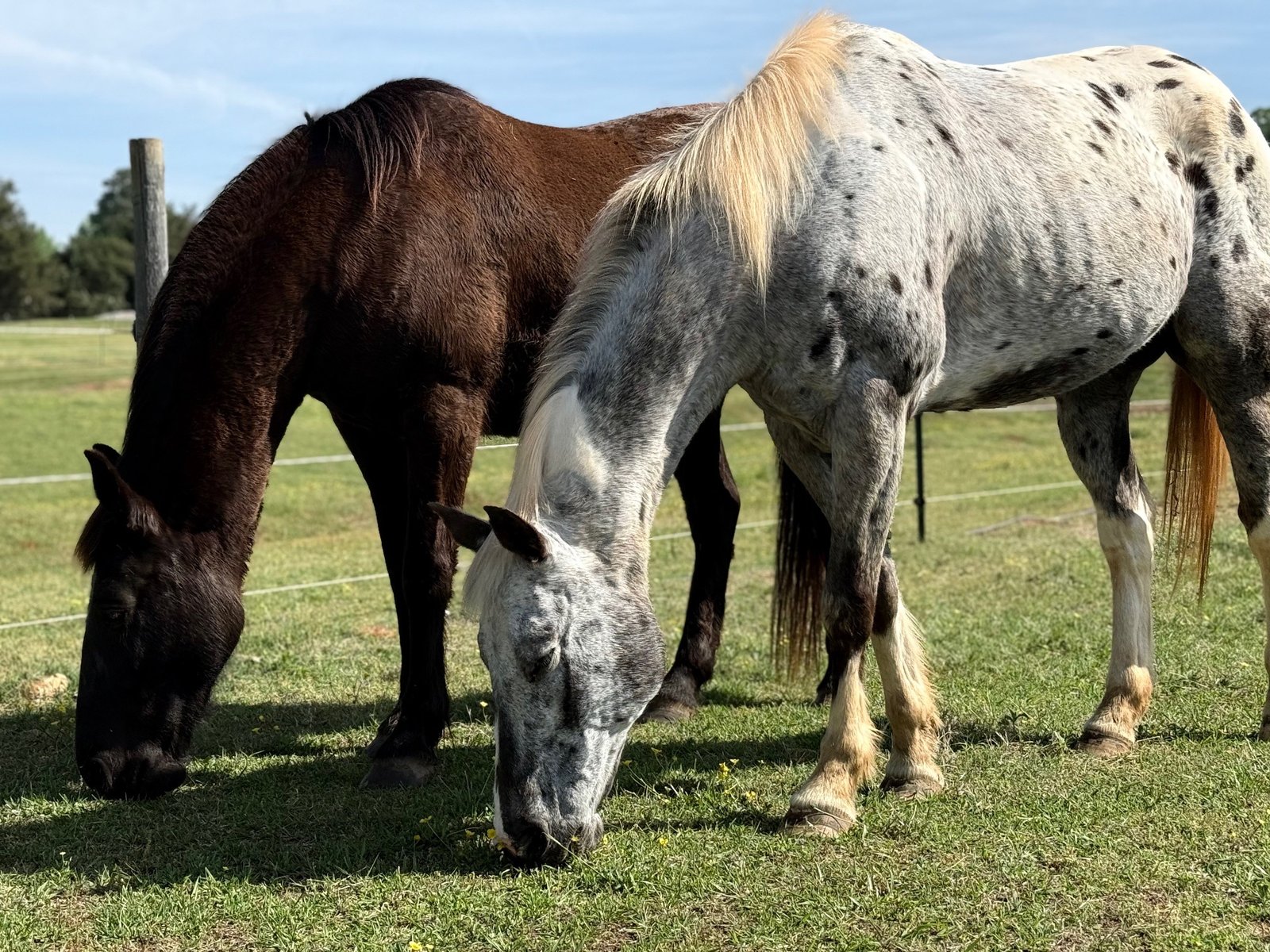 A black horse and an appaloosa horse grazing side by side