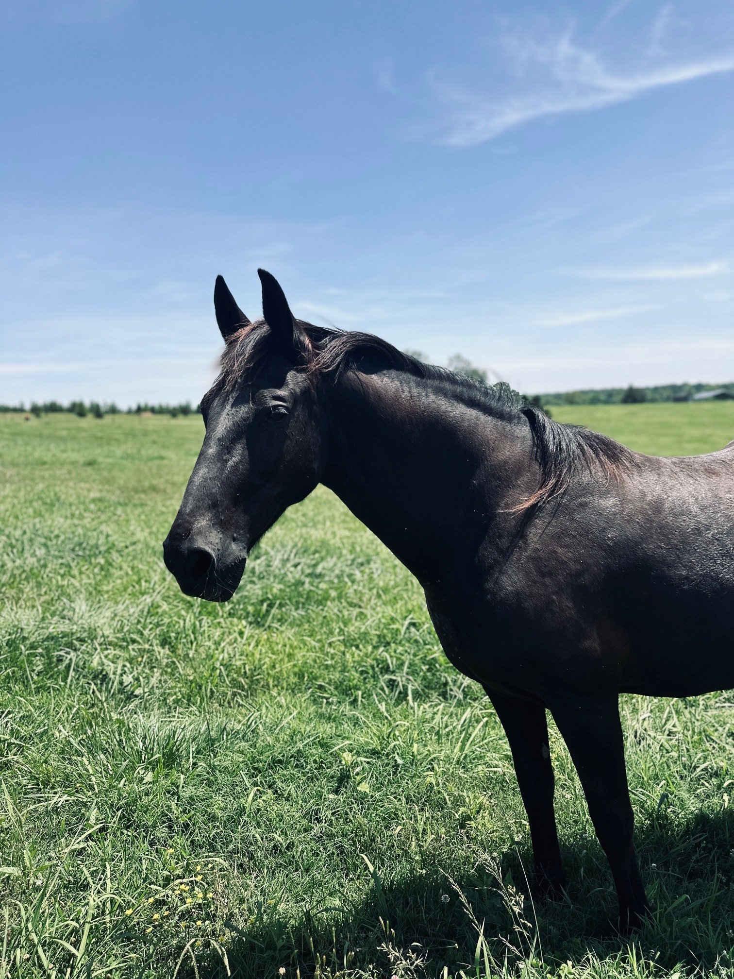 Black horse standing in a sunny pasture