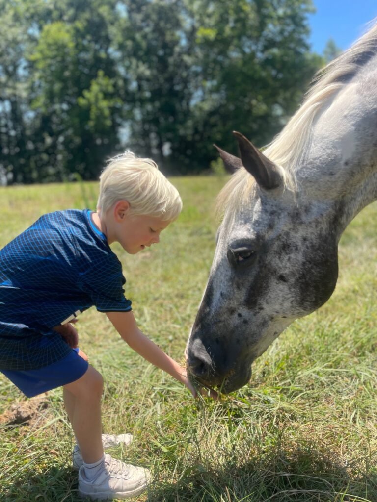 Young boy offering grass to an appaloosa horse