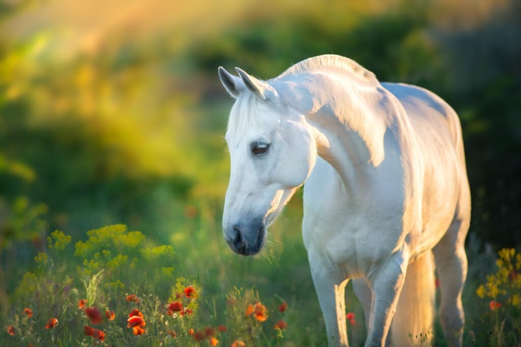 White horse standing in a field of spring wildflowers