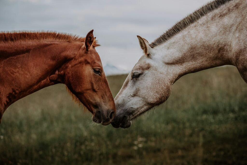 a couple of horses standing next to each other