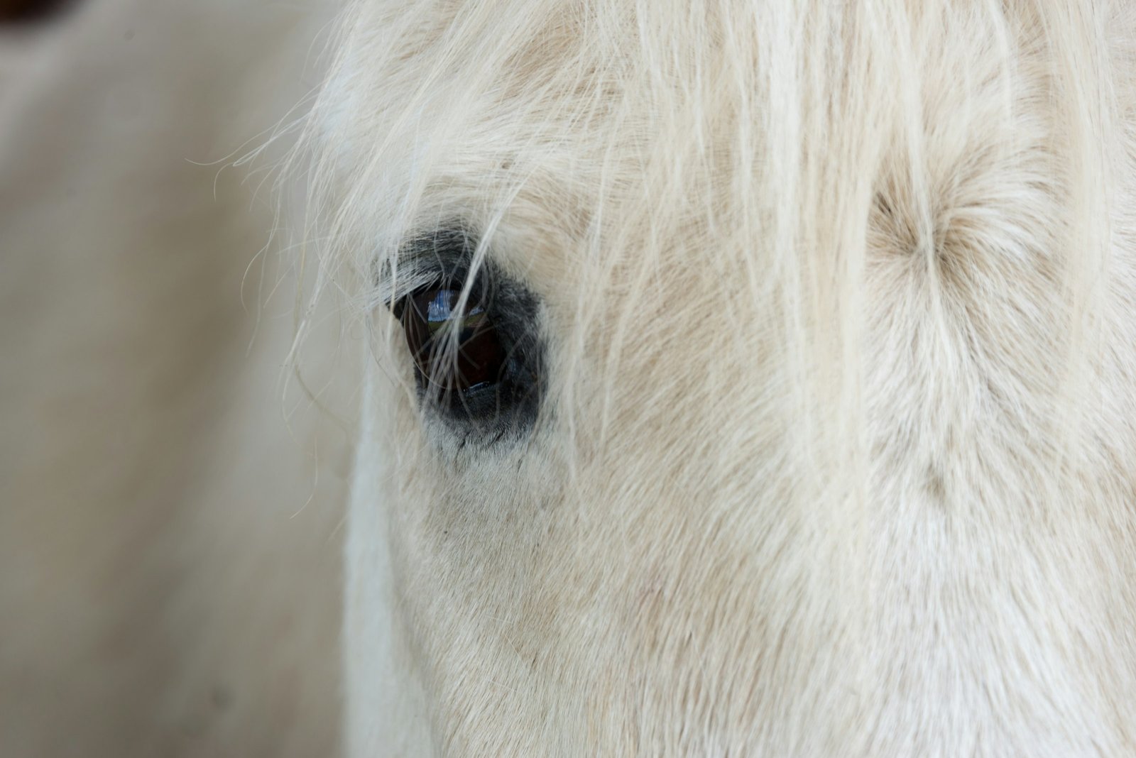 The Year of the Horse